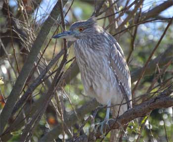 Birdwatching with a Monocular